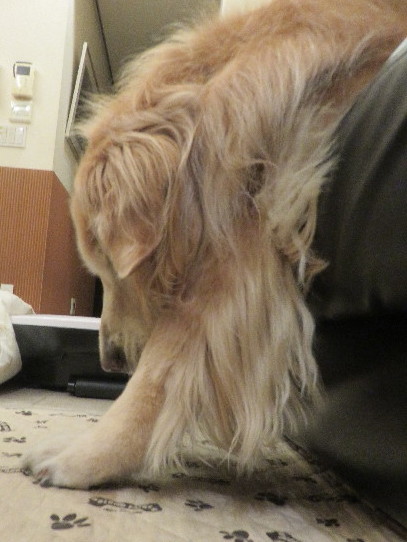 ファイル 5868-1.jpg