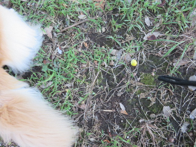 ファイル 5872-1.jpg