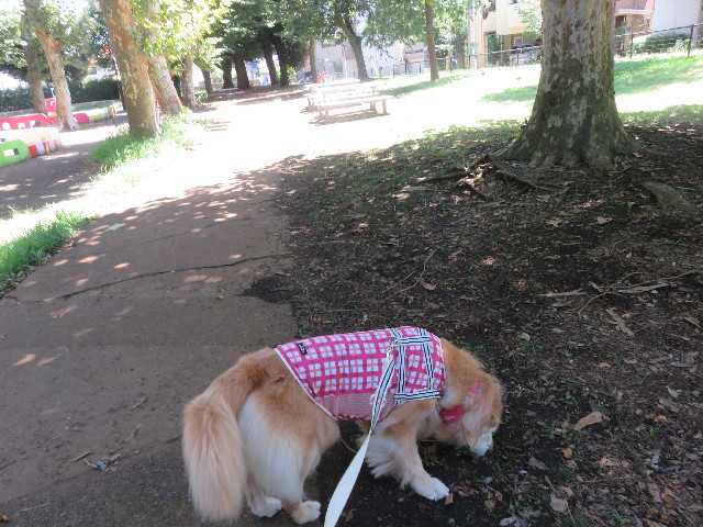 ファイル 5872-4.jpg