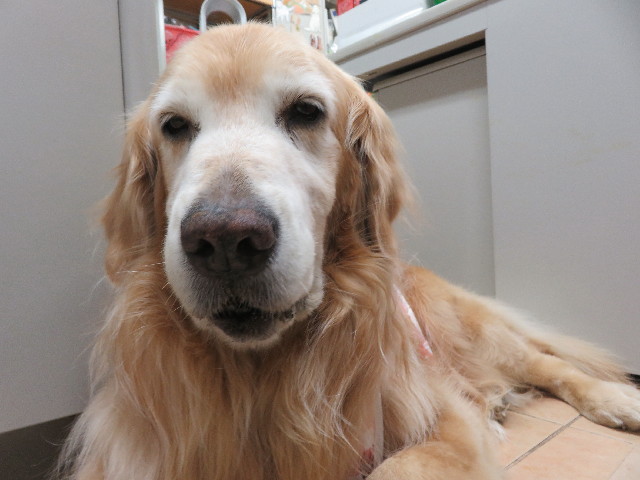 ファイル 5874-1.jpg