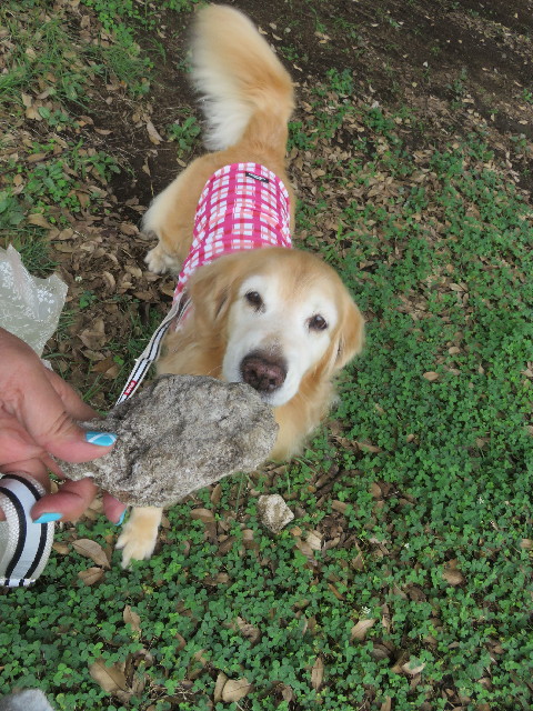 ファイル 5882-2.jpg