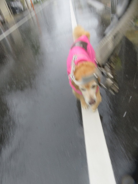 ファイル 5884-1.jpg