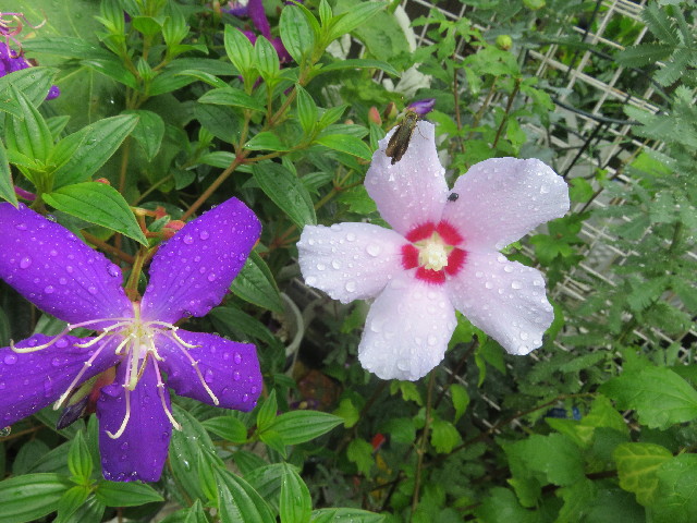 ファイル 5884-5.jpg