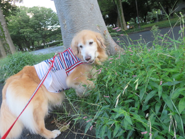 ファイル 5887-2.jpg