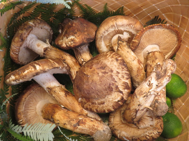 ファイル 5891-1.jpg