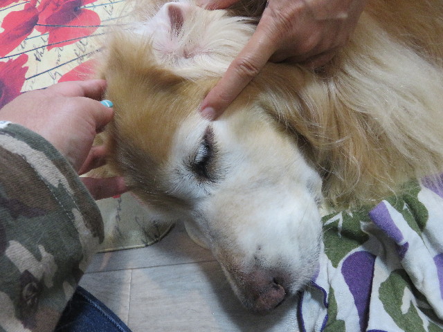 ファイル 5901-2.jpg