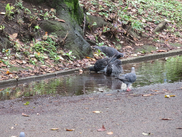 ファイル 5903-4.jpg