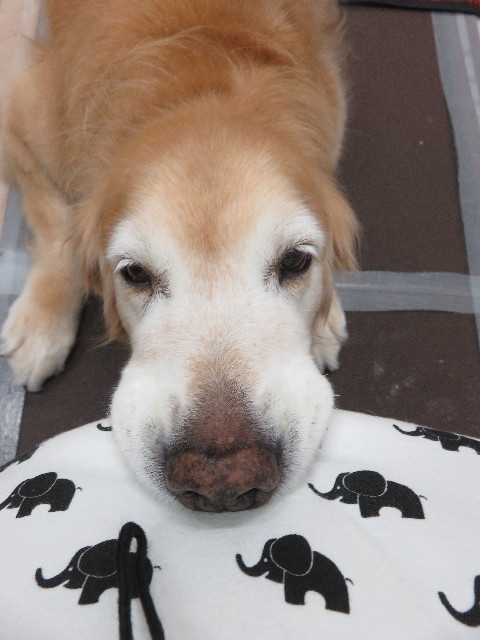 ファイル 5909-2.jpg