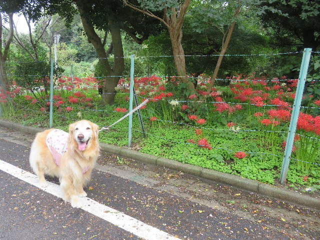 ファイル 5917-4.jpg