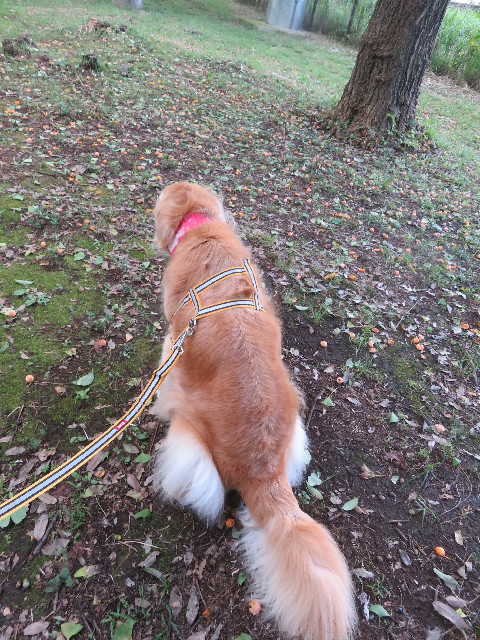 ファイル 5923-2.jpg