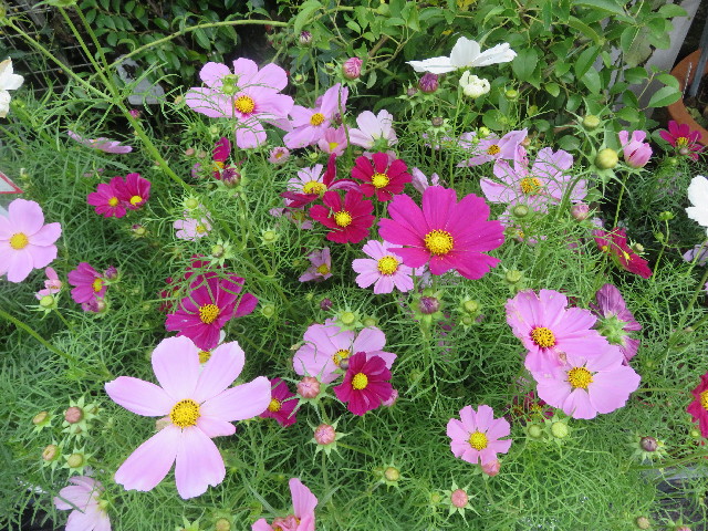 ファイル 5924-5.jpg