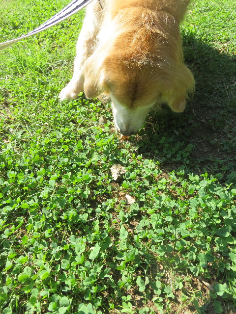 ファイル 5951-1.jpg