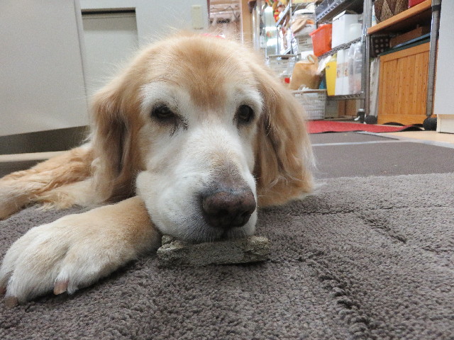 ファイル 5951-5.jpg