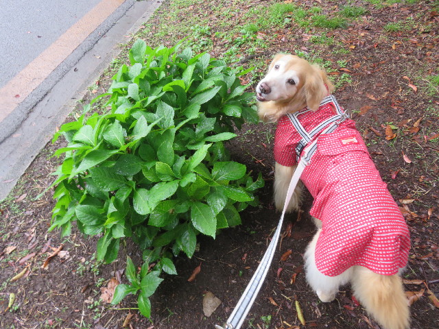 ファイル 5952-3.jpg