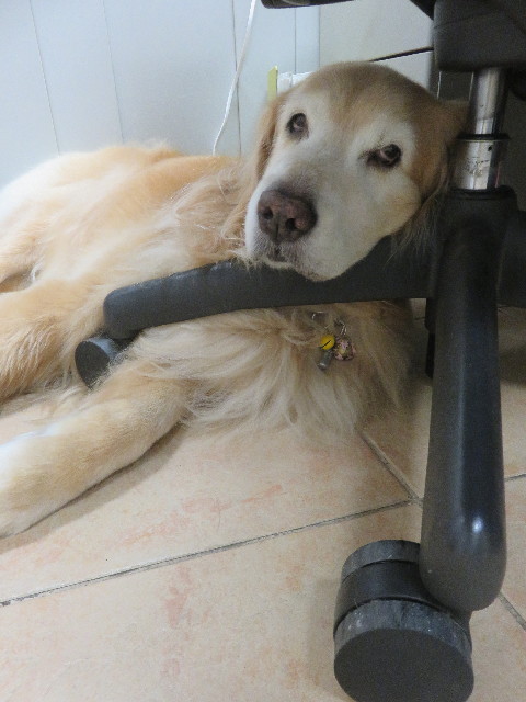 ファイル 5952-4.jpg