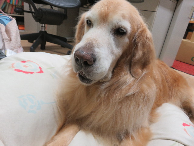 ファイル 5955-1.jpg