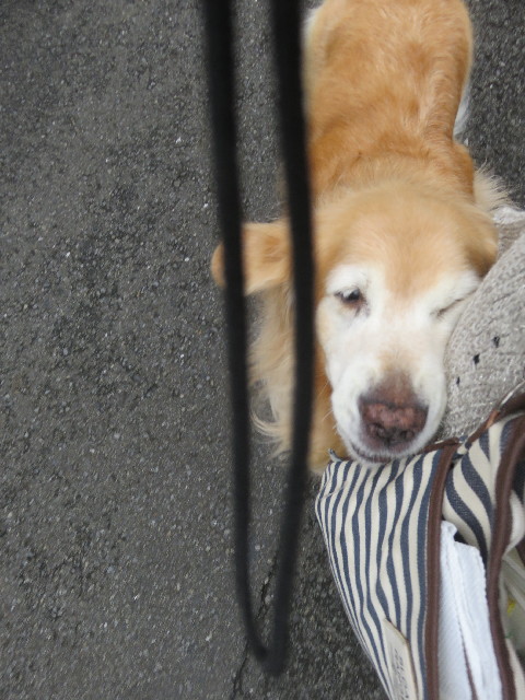 ファイル 5955-4.jpg