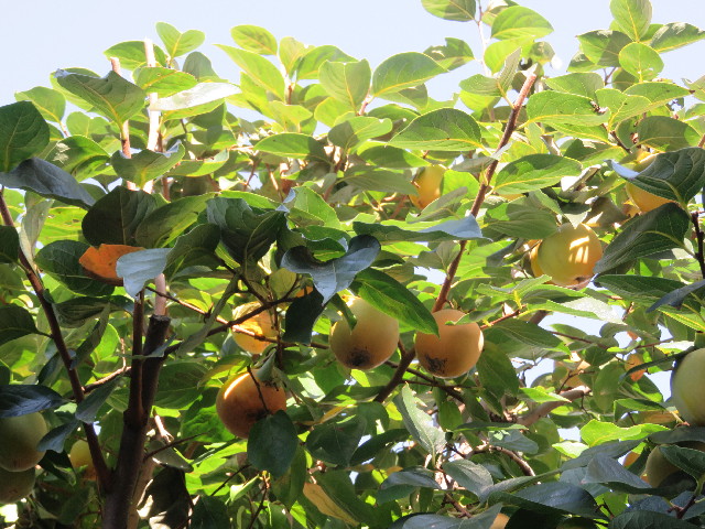 ファイル 5962-2.jpg