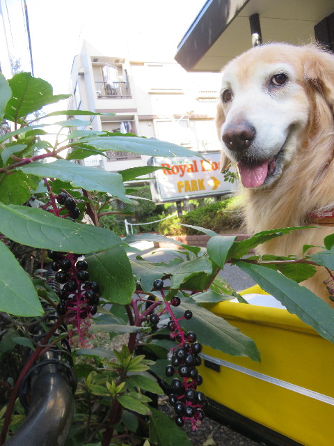 ファイル 5962-3.jpg