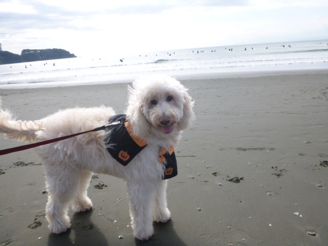 ファイル 5964-4.jpg