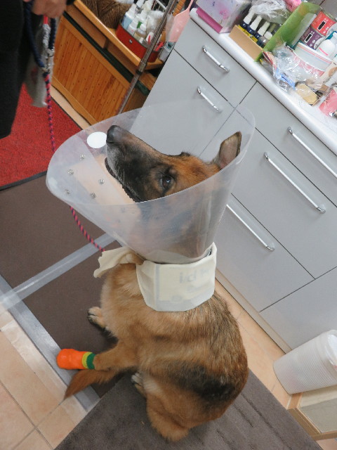 ファイル 5966-3.jpg