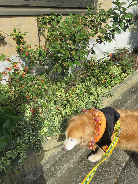 ファイル 5971-3.jpg