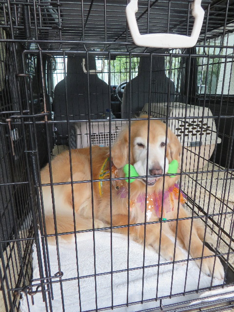 ファイル 5972-1.jpg