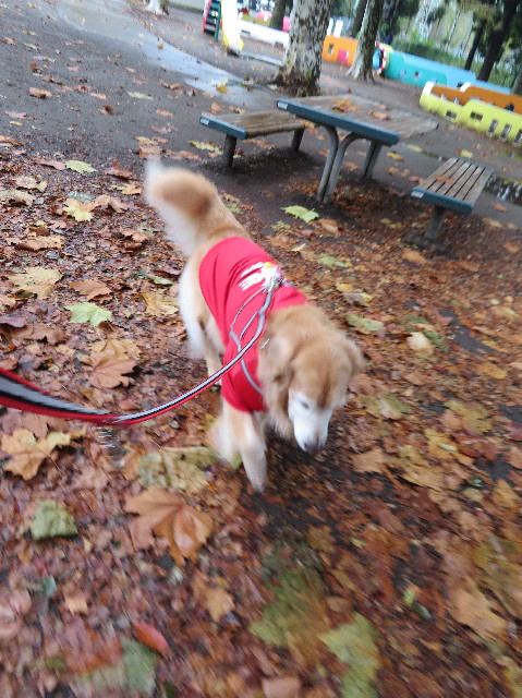 ファイル 5988-1.jpg