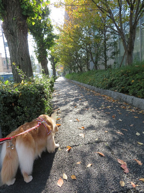 ファイル 5990-1.jpg