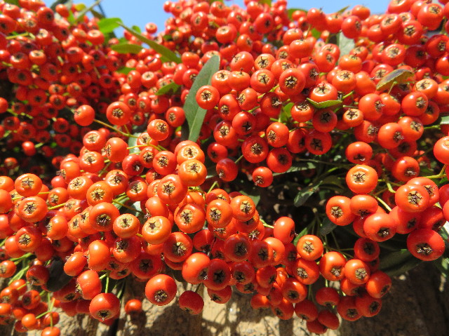 ファイル 5991-1.jpg