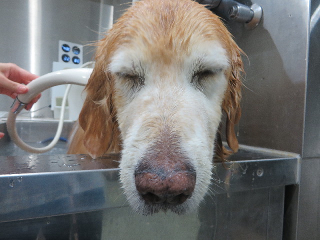 ファイル 5993-4.jpg