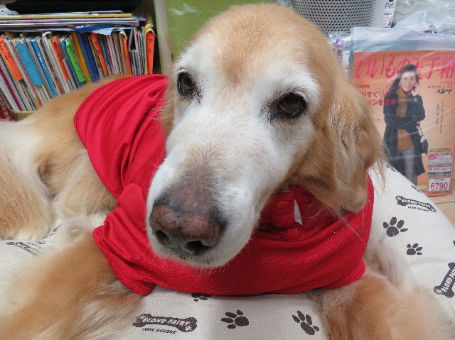 ファイル 5993-5.jpg