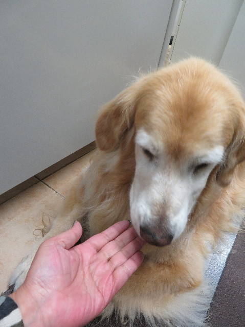 ファイル 5994-1.jpg