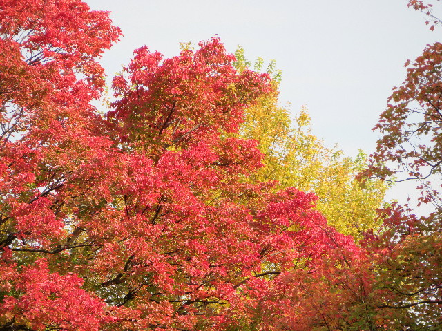 ファイル 5995-4.jpg