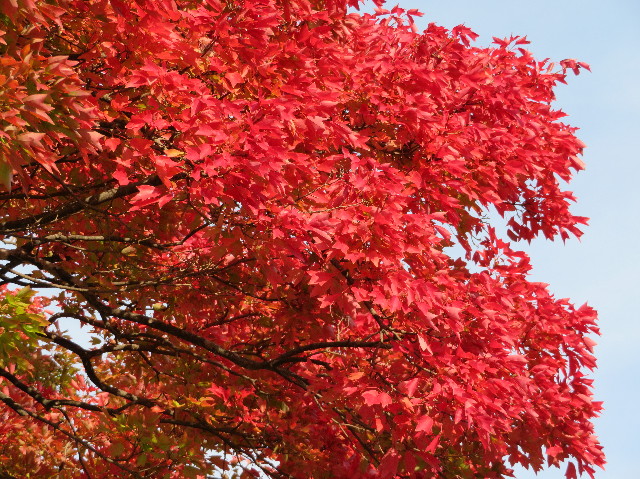 ファイル 5996-1.jpg