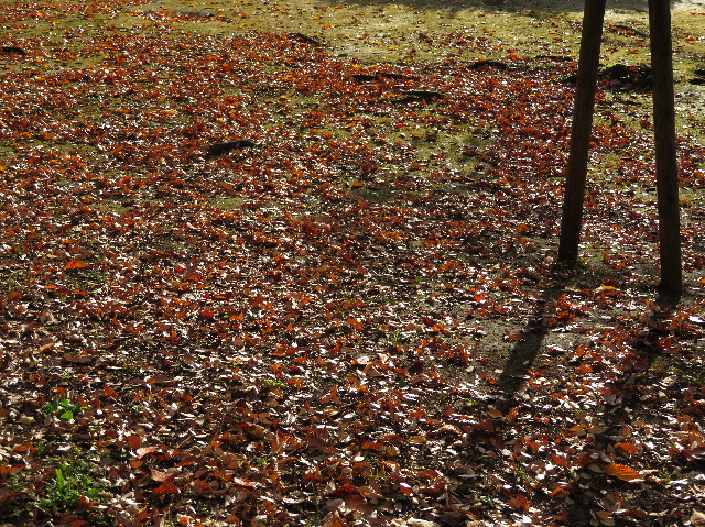 ファイル 5996-4.jpg