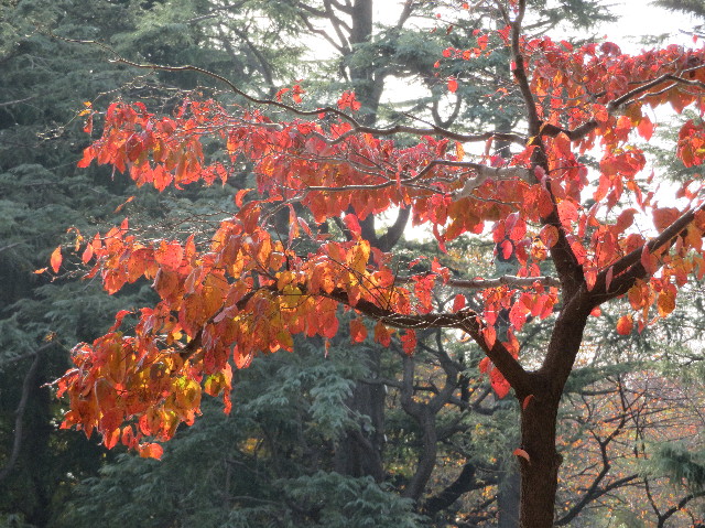 ファイル 5996-5.jpg