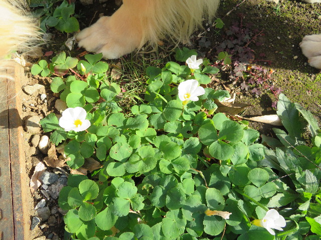 ファイル 5998-3.jpg