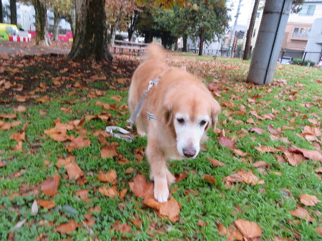 ファイル 6000-1.jpg