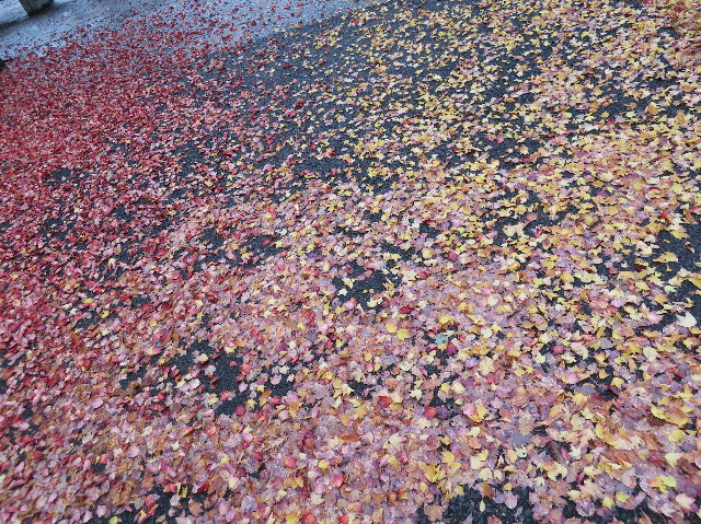 ファイル 6001-4.jpg