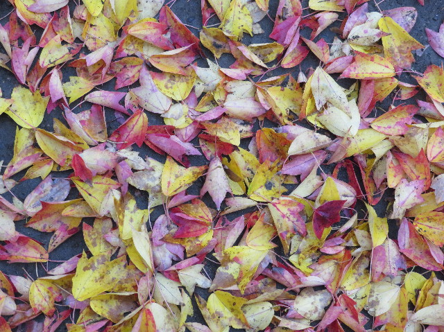 ファイル 6001-5.jpg