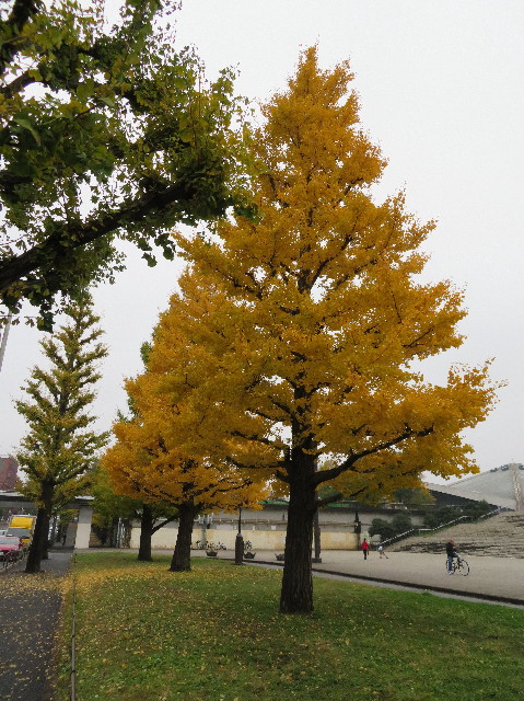 ファイル 6002-1.jpg