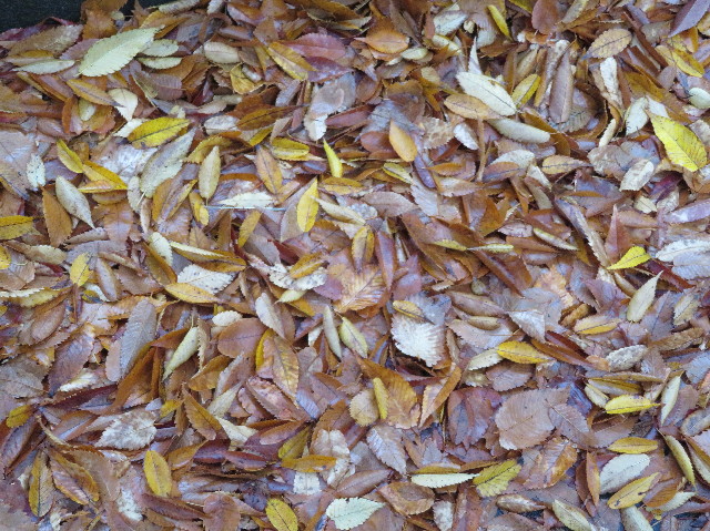 ファイル 6002-3.jpg