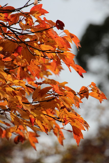 ファイル 6005-3.jpg