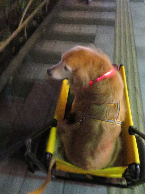 ファイル 6009-1.jpg