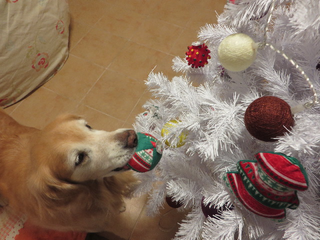 ファイル 6012-5.jpg