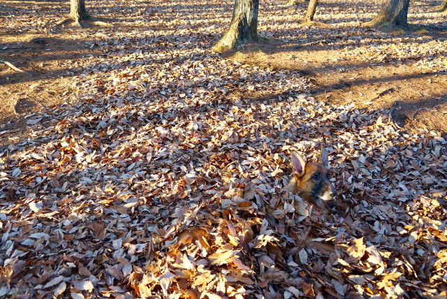 ファイル 6022-5.jpg