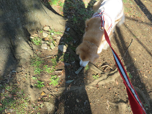 ファイル 6026-3.jpg