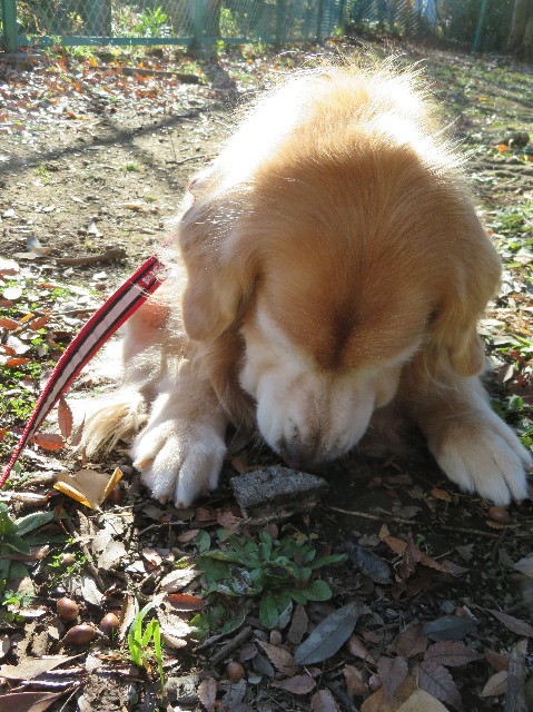 ファイル 6026-4.jpg