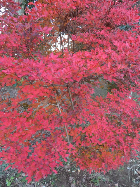 ファイル 6028-4.jpg